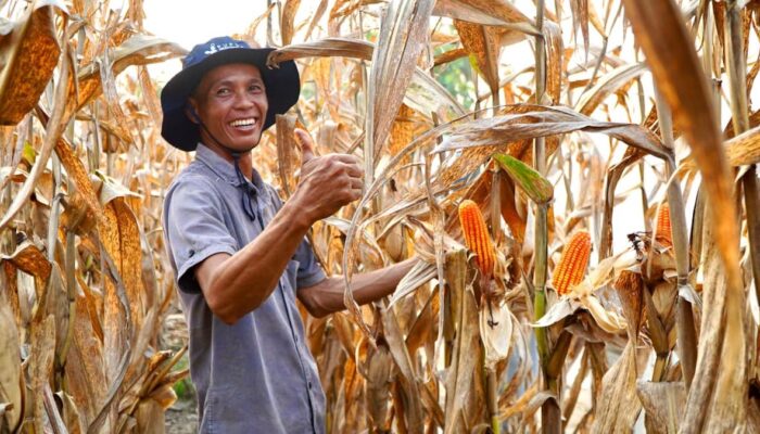 Pemerintah Pastikan Tidak Ada Impor, Indonesia Capai Swasembada Jagung pada 2026