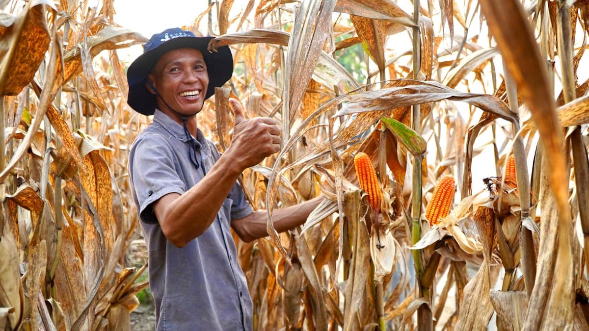 ilustrasi petani memanen jagung. (dok. istimewa)