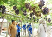 Jadi Kawasan Agrowisata Favorit Kota Palu, Kebun Anggur Duyu Bangkit Bukti Kerja GTRA